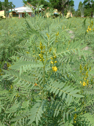 daun-senna1.jpg